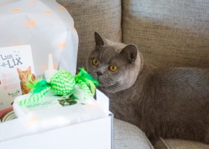 Saffie loves her One Happy Cat Gift Box